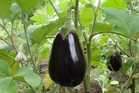 Aubergine Black Beauty bio