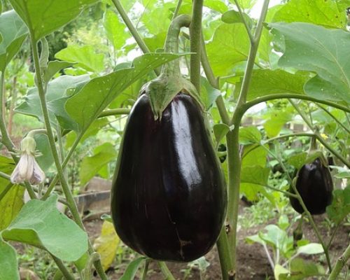 Aubergine Black Beauty bio