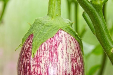 Aubergine Rotonda Di Bianca Rosa bio