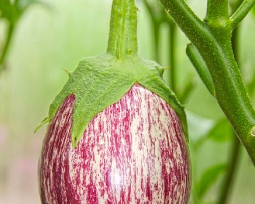 Aubergine Rotonda Di Bianca Rosa bio