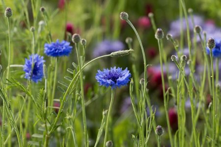 Fleur Bleuet