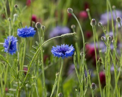 Fleur Bleuet