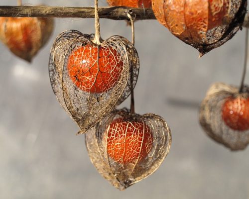 Physalis bio