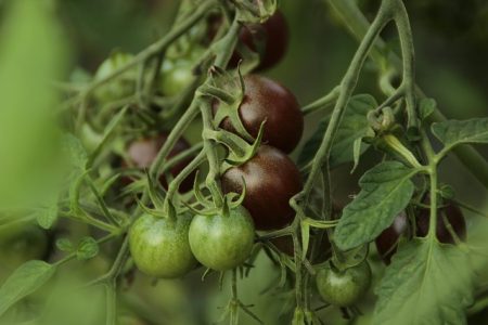 Tomate Cerise Black Cherry bio