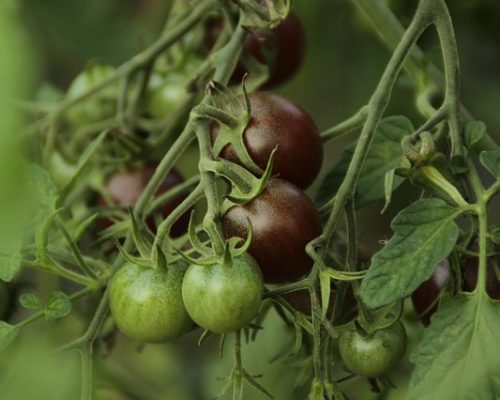 Tomate Cerise Black Cherry bio