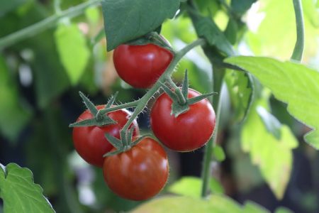 Tomate Cerise Rouge bio