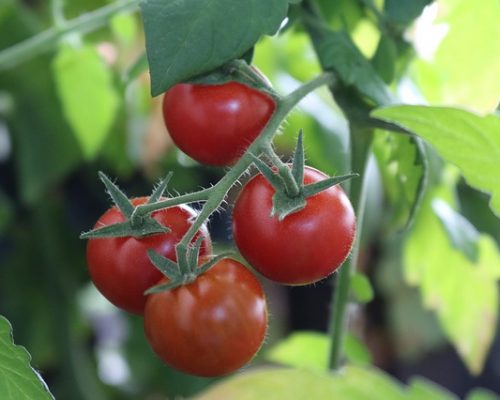 Tomate Cerise Rouge bio