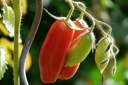 Tomate Cornue Des Andes bio