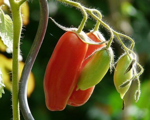 Tomate Cornue Des Andes bio