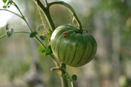 Tomate Green Zebra bio