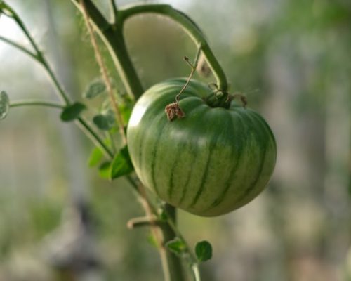 Tomate Green Zebra bio