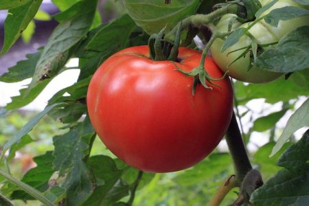 Tomate Gregorie Altai bio