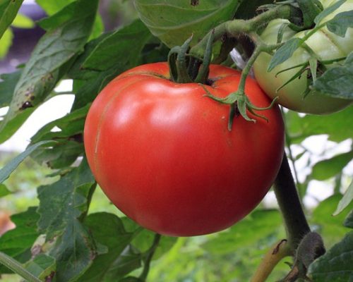 Tomate Gregorie Altai bio