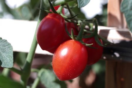 Tomate Poire Rouge