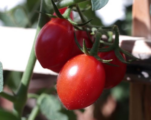 Tomate Poire Rouge